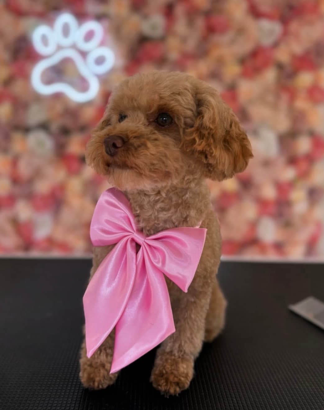 Hond bij Trimsalon Pawfect