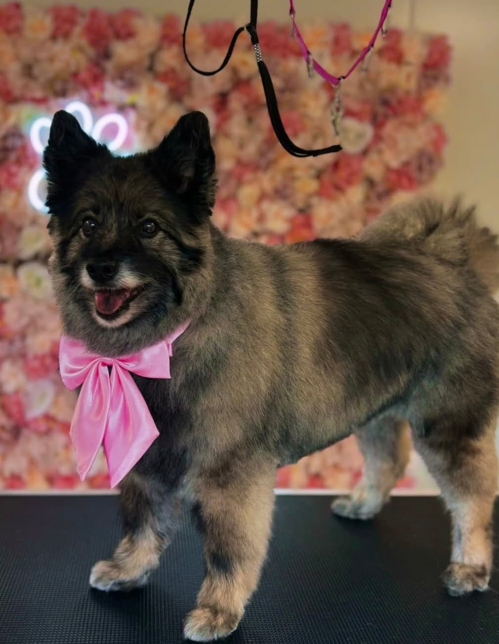 Hond bij Trimsalon Pawfect