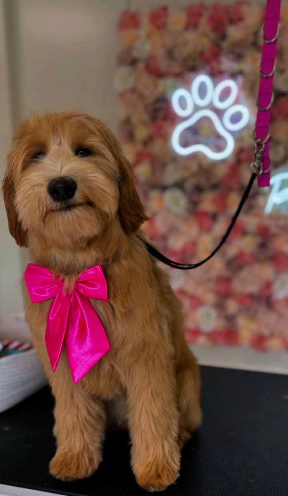 Hond bij Trimsalon Pawfect