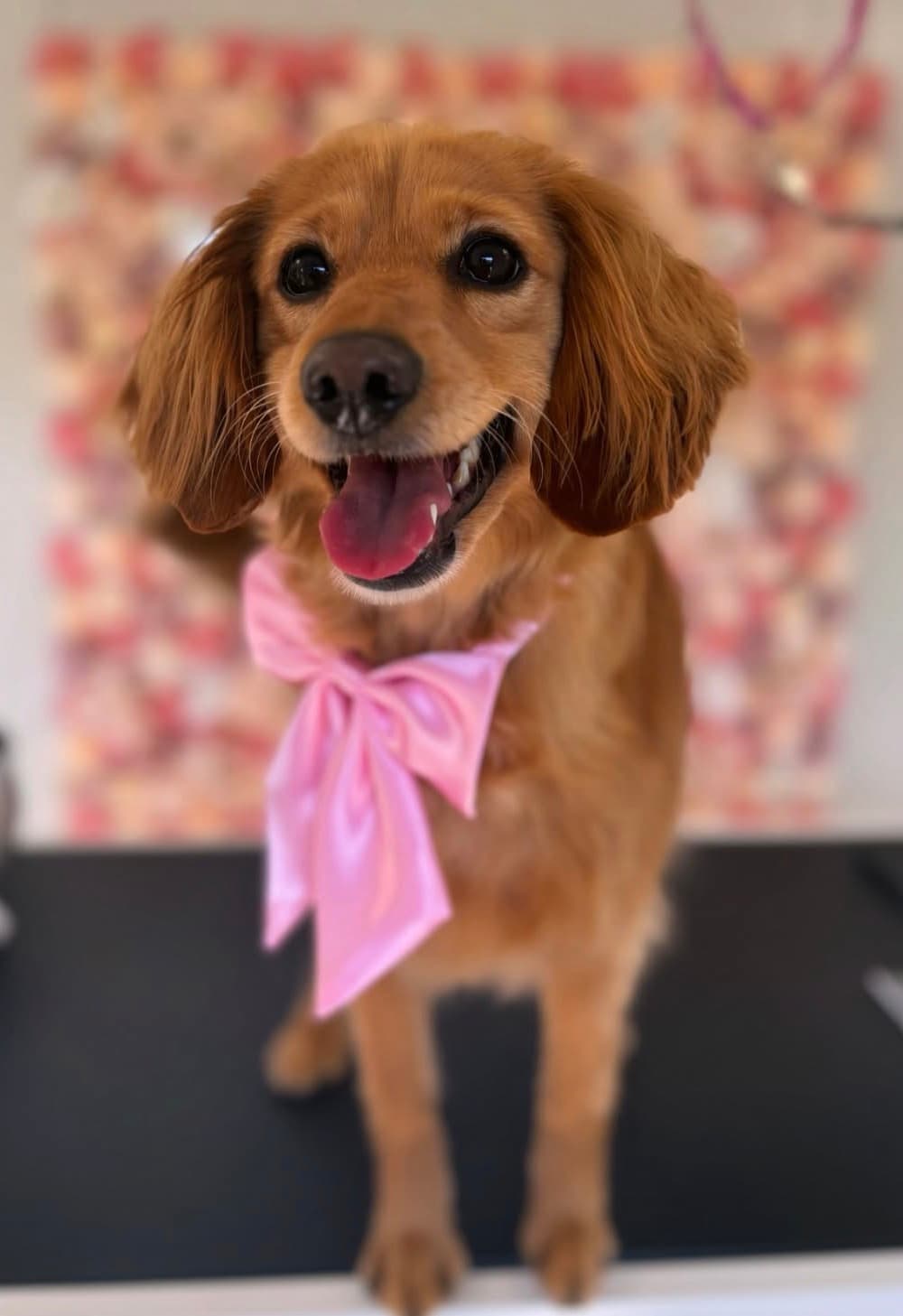 Hond bij Trimsalon Pawfect